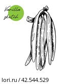 Vintage vanilla flower green fresh sticks sketch hand drawn, great design for any purposes. Vector white background. engraving etch. Стоковая иллюстрация, иллюстратор Елена Кончукова / Фотобанк Лори