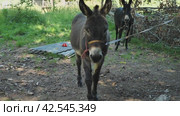 Two donkeys on a farm standing on a tether. Animals walking back and forth. Forest, grass and fence in background. Concept of cattle breeding and animal husbandry. Стоковое видео, видеограф Воловодов Владимир / Фотобанк Лори