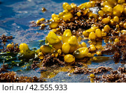 Фукусы или морской виноград. Стоковое фото, фотограф Дмитрий УТКИН / Фотобанк Лори