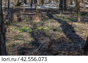 Первые подснежники (Galanthus) на поляне в лесу среди деревьев и нерастаявшего снега. Деревья отбрасывают глубокие тени. Стоковое фото, фотограф Наталья Николаева / Фотобанк Лори