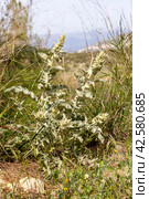 A useful, medicinal plant (Verbascum phlomoides) close-up. Стоковое фото, фотограф Татьяна Ляпи / Фотобанк Лори