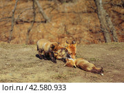 Лиса с лисятами на острове Русский, Владивосток. Стоковое фото, фотограф Римма Тельнова / Фотобанк Лори