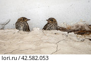 Two gray flycatcher chicks sit on the ledge of a concrete wall near the nest and look at each other. Background with gray flycatcher chicks. Close-up. Стоковая иллюстрация, иллюстратор Бузмакова Светлана / Фотобанк Лори