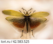 Grasshopper (Phymateus leprosus) with spread wings. Стоковое фото, фотограф Iva Noel / Фотобанк Лори