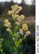 Южный Урал, цветущий василистник жёлтый (Thalictrum flavum) на лугу. Southern Urals, flowering common meadow-rue (Thalictrum flavum) in a meadow. Стоковое фото, фотограф Евгений Романов / Фотобанк Лори