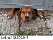 Из-под калитки выглядывает собачья морда. Dog muzzle peeks out from under the gate. Стоковое фото, фотограф Борис Лукьянов / Фотобанк Лори