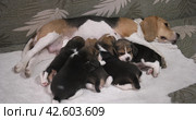 Щенки сосут молоко матери. Group puppies sucking milk from mom dog. Puppies breed beagle age 24 days. Стоковое видео, видеограф EStarodubov / Фотобанк Лори