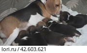 Щенки сосут молоко матери. Group puppies sucking milk from mom dog. Puppies breed beagle age 24 days. Стоковое видео, видеограф EStarodubov / Фотобанк Лори