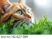 Striped cat eats green grass on white background, green succulent grass for cats, sprouted oats are good for cats. Стоковое AI-изображение, AI-художник Ирина Михайличенко / Фотобанк Лори