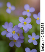 Closeup of forget-me-nots. Стоковое AI-изображение, AI-художник Lekcej / Фотобанк Лори