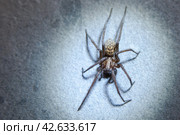 The house spider Tegenaria domestica is a species of spider from the funnel web family (Agelenidae), a close relative of the American house spider Tegenaria agrestis. Стоковое фото, фотограф Evgenii Predibailo / Фотобанк Лори