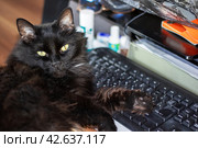 Black impudent cat lying on the keyboard. Стоковое фото, фотограф Аксенова Вера / Фотобанк Лори