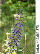 Южный Урал, цветущий дельфиниум или живокость (Delphinium) на лугу. Southern Urals, blooming Delphinium in the meadow. Стоковое фото, фотограф Евгений Романов / Фотобанк Лори