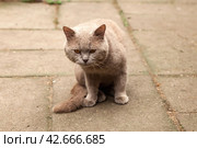 Serious British Shorthair Cat Sitting Outdoors, confident looking forward attentively. Gray british shorthair cat sits calmly on paved surface inside. Pet cats concept. Copy ad text space poster. Стоковое фото, фотограф Aleksandr Golubev / Фотобанк Лори