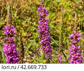 Южный Урал, цветущий дербенник иволистный (Lythrum salicaria) или плакун-трава на берегу реки. The Southern Urals, flowering purple loosestr (Lythrum salicaria) on the riverbank. Стоковое фото, фотограф Евгений Романов / Фотобанк Лори