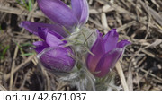 Распускающиеся цветы сон-травы (Pulsatilla) Стоковое видео, видеограф Mixail59 / Фотобанк Лори