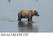 Медведь в Кроноцком заповеднике на Камчатке. Стоковое фото, фотограф Иванова Анастасия / Фотобанк Лори