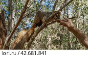 Two adorable Common brown lemurs Eulemur albifrons are sitting on a tree branch. One animal drinks water from a shell in the outstretched hand of a person, the other is waiting for its queue. Стоковое фото, фотограф Вера Ивановна Кубарева / Фотобанк Лори