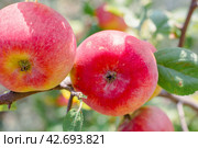 Red apples on an apple tree branch, close-up. Delicious healthy fruits. Growing fruits in the garden. Стоковое фото, фотограф Коханова Наталья / Фотобанк Лори