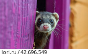 A Ferret Peeks Out of a Purple Door. Стоковое AI-изображение, AI-художник Юлия Гапеенко / Фотобанк Лори