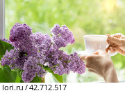 Home interior with a bouquet of blooming lilac flowers on the window. Стоковое фото, фотограф Светлана Акифьева / Фотобанк Лори