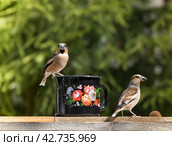 Семейство дубоносов в саду (Coccothraustes coccothraustes) Стоковое фото, фотограф Svetlana V. Pronina / Фотобанк Лори