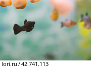 Aquarist, aqua fish. Poecilia,   Mollienesia is a genus of fish of the family of viviparous fishtooths (Peciliaceae), Platy Xiphophorus Maculatus widespread among aquarists around the world. Стоковое фото, фотограф Evgenii Predibailo / Фотобанк Лори