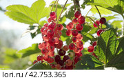 Fresh red currant, women hands gather pick up ripe berry in garden. Close-up. Стоковое видео, видеограф EStarodubov / Фотобанк Лори