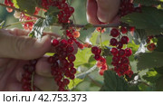 Collecting red currant berry harvest from a bush. Close-up. Стоковое видео, видеограф EStarodubov / Фотобанк Лори