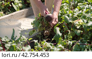 Female hands harvesting fresh beets in garden. Farmer picking beets. Стоковое видео, видеограф EStarodubov / Фотобанк Лори