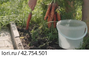 Farmer harvesting fresh harvest of carrot on garden bed farm. Farmer picking carrot. Close-up of female hands. Стоковое видео, видеограф EStarodubov / Фотобанк Лори
