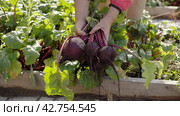 Farmer harvests a fresh crop of beets on the farm bed. Farmer picking beets. Close-up of female hands. Стоковое видео, видеограф EStarodubov / Фотобанк Лори