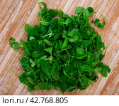 Heap of green fresh arugula leaf and canonigo or mache. Стоковое фото, фотограф Яков Филимонов / Фотобанк Лори