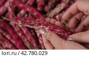 Cranberry beans. Fresh Organic Borlotti bean pods in farmer hands. Stylish modern food background. Magenta color. Creative foodstuff image. Grocery, dietary backdrop. Advertising, trendy Border. Стоковое видео, видеограф Марина Демидюк / Фотобанк Лори