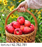 Woman holding a wicker basket with red apples. Стоковое фото, фотограф Володина Ольга / Фотобанк Лори