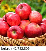 Red ripe apples in a wicker basket on background of flowers. Стоковое фото, фотограф Володина Ольга / Фотобанк Лори