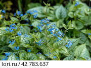 Brunnera macrophylla. Large green leaves and inflorescences with small blue flowers have formed continuous thickets. High quality photo. Стоковое фото, фотограф Ольга Сейфутдинова / Фотобанк Лори