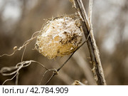 Эхиноцистис засохший. Стоковое фото, фотограф Роман Лукьянов / Фотобанк Лори