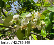 Flowering pomelo tree (lat.- Citrus maxima) Стоковое фото, фотограф Irina Opachevsky / Фотобанк Лори
