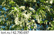 Prunus padus, bird cherry, hackberry, hagberry, or Mayday tree is a flowering plant. It is a species of cherry, a deciduous small tree or large shrub. Spring in Warsaw, branches sway in the wind. Стоковое видео, видеограф Юлия Петровская / Фотобанк Лори