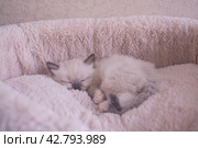 Маленький красивый котенок породы Рэгдолл отдыхает дома на диване. A beautiful little Ragdoll kitten is resting at home on the couch. Стоковое фото, фотограф Мария / Фотобанк Лори