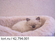 Маленький красивый котенок породы Рэгдолл отдыхает дома на диване. A beautiful little Ragdoll kitten is resting at home on the couch. Стоковое фото, фотограф Мария / Фотобанк Лори