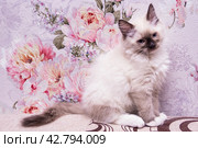 Маленький красивый котенок породы Рэгдолл отдыхает дома на диване. A beautiful little Ragdoll kitten is resting at home on the couch. Стоковое фото, фотограф Мария / Фотобанк Лори