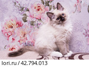 Маленький красивый котенок породы Рэгдолл отдыхает дома на диване. A beautiful little Ragdoll kitten is resting at home on the couch. Стоковое фото, фотограф Мария / Фотобанк Лори