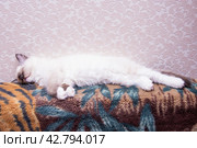 Маленький красивый котенок породы Рэгдолл отдыхает дома на диване. A beautiful little Ragdoll kitten is resting at home on the couch. Стоковое фото, фотограф Мария / Фотобанк Лори