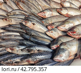 Горбуша (лат. Oncorhynchus gorbuscha) и скумбрия (лат. Scomber) на прилавке рыбного магазина. Стоковое фото, фотограф Сергей Елизарьев / Фотобанк Лори