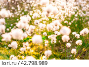 Необычные белые пушистые цветы Пушица растут в лесу на болоте. Лето. Unusual white fluffy Fluffy flowers grow in the forest in the swamp. Summer. Стоковое фото, фотограф Мария / Фотобанк Лори