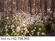 Необычные белые пушистые цветы Пушица растут в лесу на болоте. Лето. Unusual white fluffy Fluffy flowers grow in the forest in the swamp. Summer. Стоковое фото, фотограф Мария / Фотобанк Лори