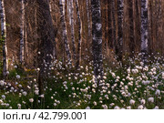 Необычные белые пушистые цветы Пушица растут в лесу на болоте. Лето. Unusual white fluffy Fluffy flowers grow in the forest in the swamp. Summer. Стоковое фото, фотограф Мария / Фотобанк Лори