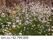 Необычные белые пушистые цветы Пушица растут в лесу на болоте. Лето. Unusual white fluffy Fluffy flowers grow in the forest in the swamp. Summer. Стоковое фото, фотограф Мария / Фотобанк Лори